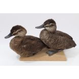 Pair of Argentine Ruddy Ducks, male and female mounted on a wooden base,