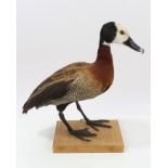 White Faced Whistling Duck mounted on a wooden base, ex-Peter Farrington Collection,