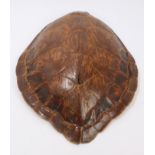 A Green Turtle shell, 51cm long x 42cm wide (Article 10 certificate in place).