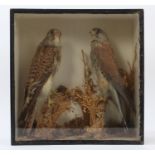 Edwardian glazed case containing pair of Kestrels perched on branches, bearing label for R.