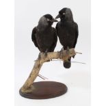 Pair of Jackdaws mounted on a branch, on oval stand,