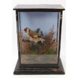 Glazed case containing a Goldfinch perched on a branch, in naturalistic setting,