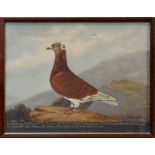 Edward Henry Windred (1875 - 1953), pair of oils on canvas - Racing Pigeons,