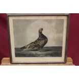 Collection of six mid-19th century hand-coloured engravings - Pigeons, after Dean Wolstenholme,