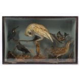 Edwardian glazed case containing a Barn Owl perched on a branch,
