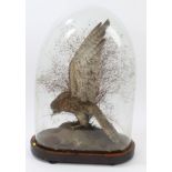 Late Victorian / Edwardian Hawk with outspread wings, on naturalistic base under glass dome,