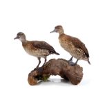 Pair of Spotted Tree Ducks mounted on a log,