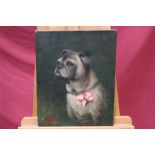 Early 20th century English School oil on canvas - portrait of a Pug wearing a pink bow,