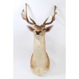 A Fallow Deer head and shoulders mount,