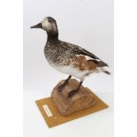 Male Chelsoe Wigeon mounted on a log, on wooden base,