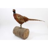 Cock Pheasant mounted on a log,