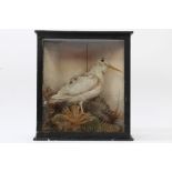 Glazed case containing an Albino Woodcock in naturalistic setting,