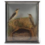 Glazed case containing a male and female Wheatear protecting their nest, in naturalistic setting,