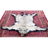 An early 20th century Tiger skin rug with full head mount, on black felt backing,