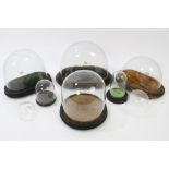 Collection of late 19th / early 20th century glass domes on stands - various shapes,