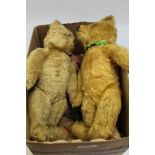Teddy Bears - two vintage golden mohair bears with glass eyes,