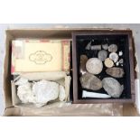 Collection of fossils - including fish,