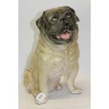 Large impressive Italian pottery model of a pug dog,