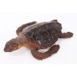 A young Loggerhead Turtle,