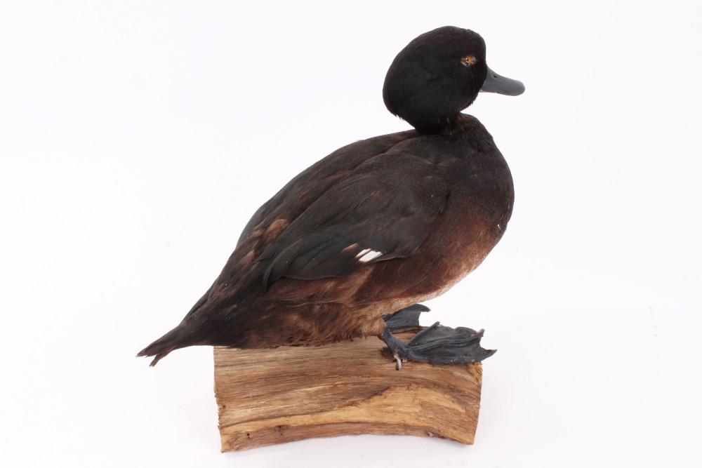 New Zealand Scaup (black teal) mounted on a wooden base, 26cm high, - Image 2 of 3