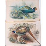 After John Gould,