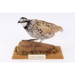 Snow Flake Quail mounted on a piece of mossy branch bearing Giles Sim Collection label to underside,