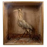 Late Victorian Bittern in naturlistic setting and glazed case, 63cm high x 59cm wide.