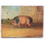 Victorian English School oil on canvas - A Prize Pig, bearing signature J.