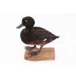 New Zealand Scaup (black teal) mounted on a wooden base, 26cm high,