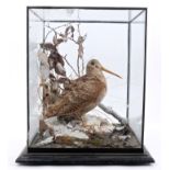 A Woodcock in naturalistic snow covered setting, in glazed case,