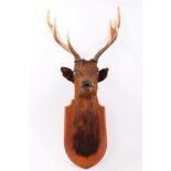 Late Victorian Stag mounted on an oak shield, bearing label for Edward Gerrard & Son,