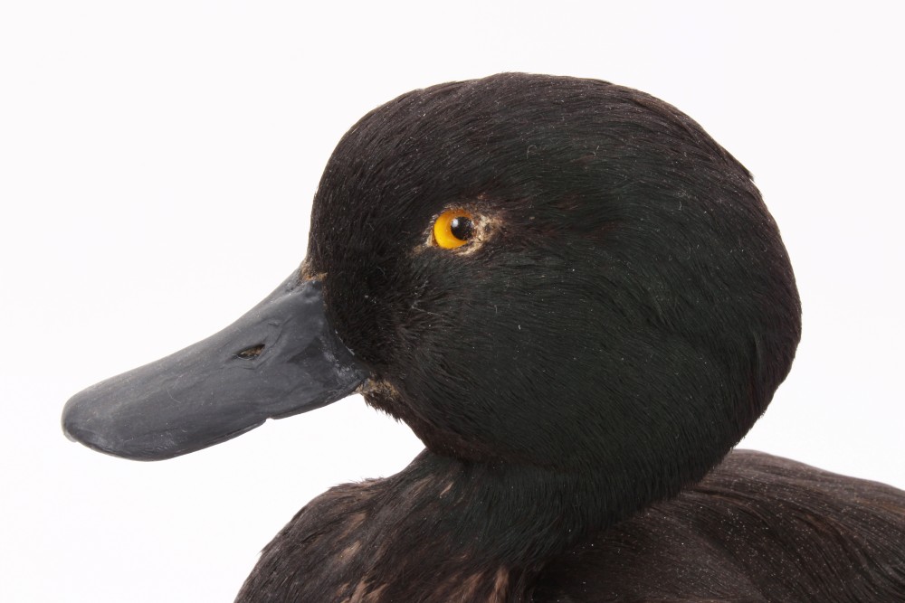 New Zealand Scaup (black teal) mounted on a wooden base, 26cm high, - Image 3 of 3