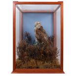 Glazed case containing a Saker Falcon in naturalistic setting perched upon a rock,