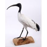 African Sacred Ibis mounted on a wooden base, Giles Sim Collection label to underside,
