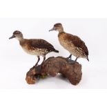 Pair of Spotted Tree Ducks mounted on a log,