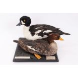 Pair of Barrow's Golden Eye Ducks, male and female on square base,