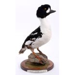 Barrow's Golden Eye Duck mounted on a circular wooden base,