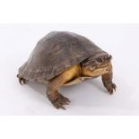 A full mount Tortoise in walking pose,