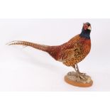 Cock Pheasant on oval wooden base,