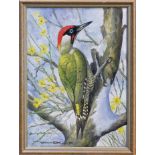 *Basil Ede (1931 - 2016), oil on canvas - a Green Woodpecker on a snow-covered branch,