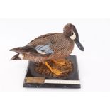 Atlantic Blue Winged Teal, mounted on a wooden base,