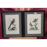 George Edwards (1694 - 1773), two hand-coloured engravings - Fly Catcher and another bird on branch,