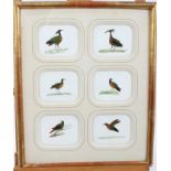 Two framed groups of feather pictures,