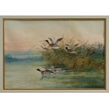 Thomas Smythe (1825 - 1907), watercolour - Ducks on the river, signed, in glazed frame,