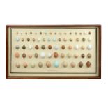 Decorative 20th century faux birds egg display case with sixty-four native British hand-coloured