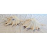 Two spiny conch shells