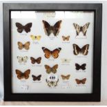 A glazed display case containing a display of British and European butterflies