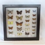 A glazed display case containing a display of British and European butterflies