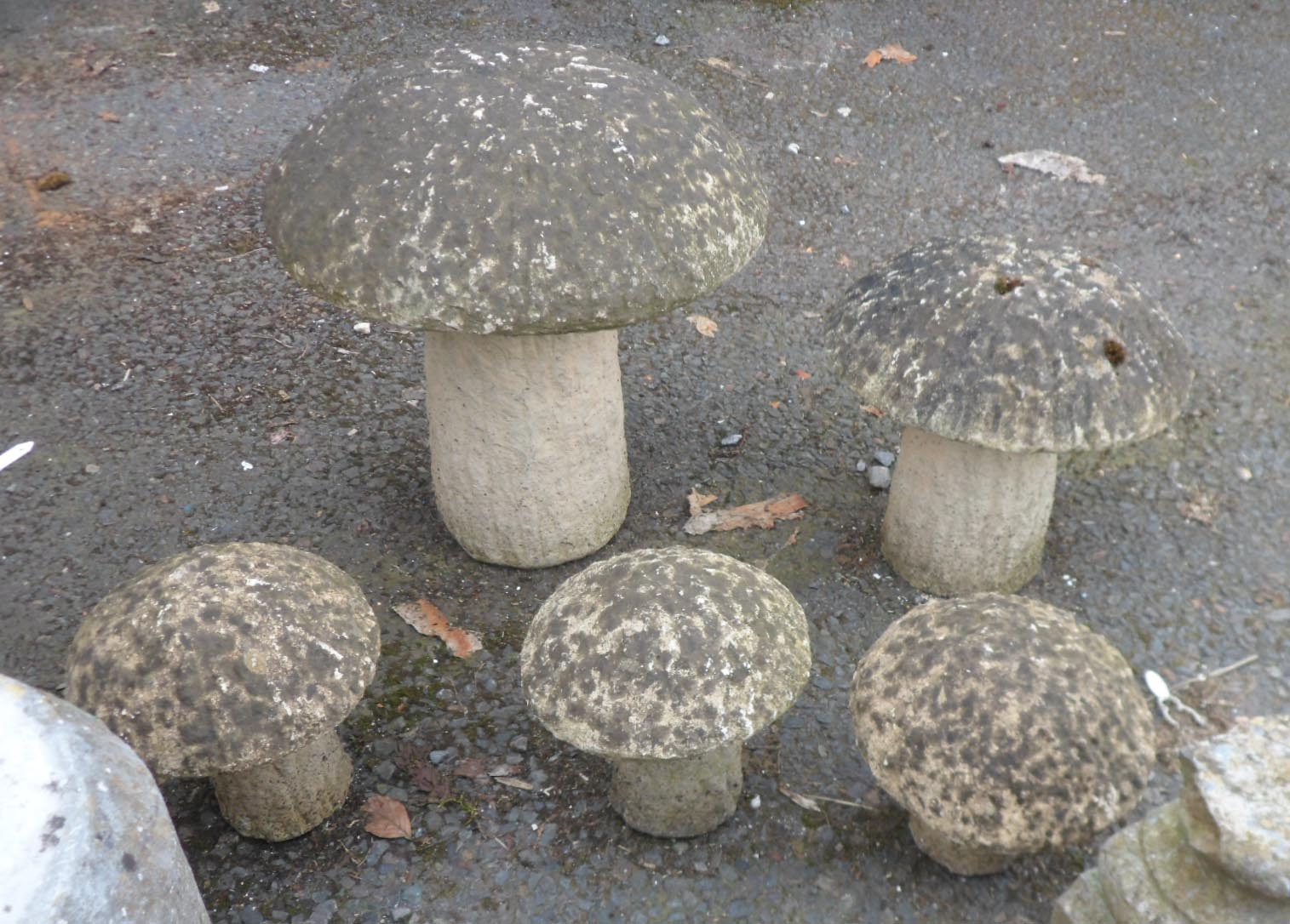 Five garden mushrooms - various sizes