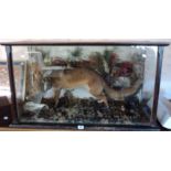 A 3' 4" antique display case containing a taxidermy study of a stuffed and mounted fox with duck